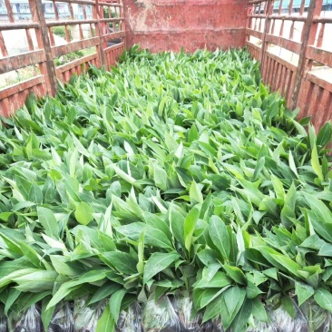 出售广西农科院制种香蕉苗/金粉一号蕉苗，西贡蕉苗，粉蕉苗