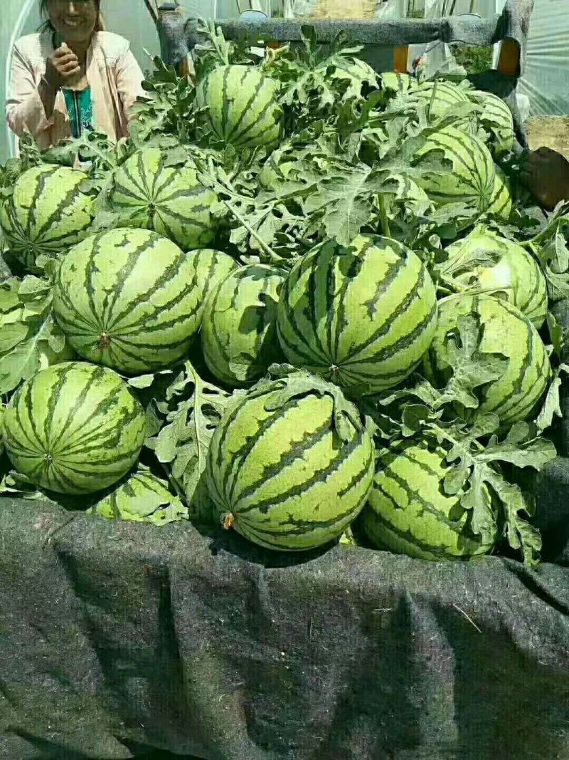 8424西瓜-基地直供-货源充足-保证质量。