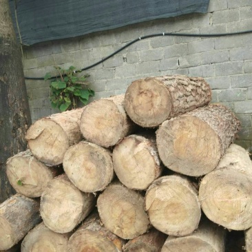 松木原木松木菜板原木