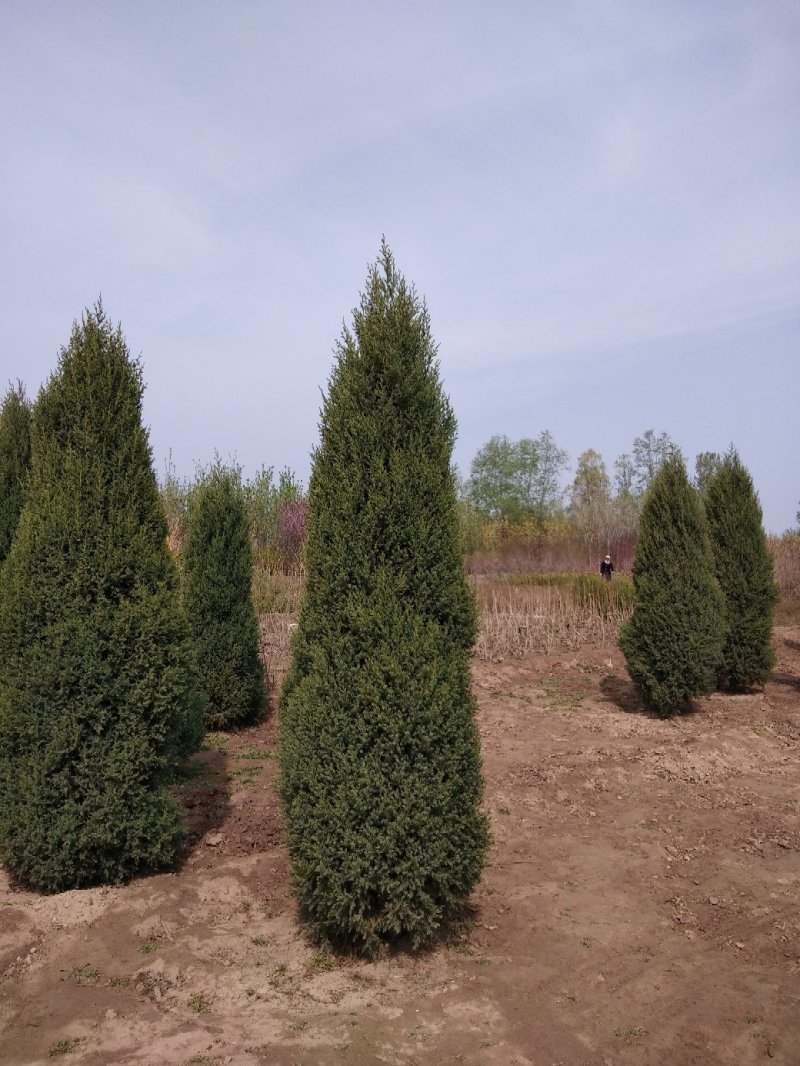 大量销售，50cm-4米望都塔桧，树形，好价格实惠