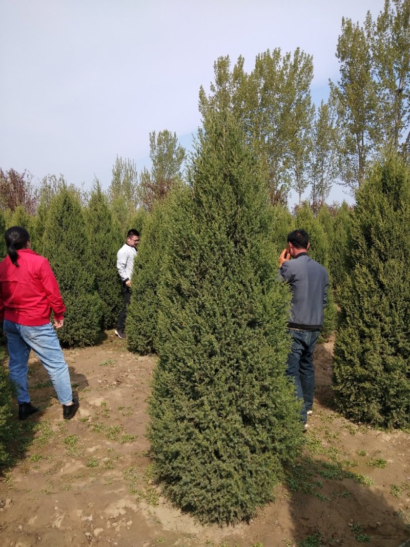 大量销售，50cm-4米望都塔桧，树形，好价格实惠
