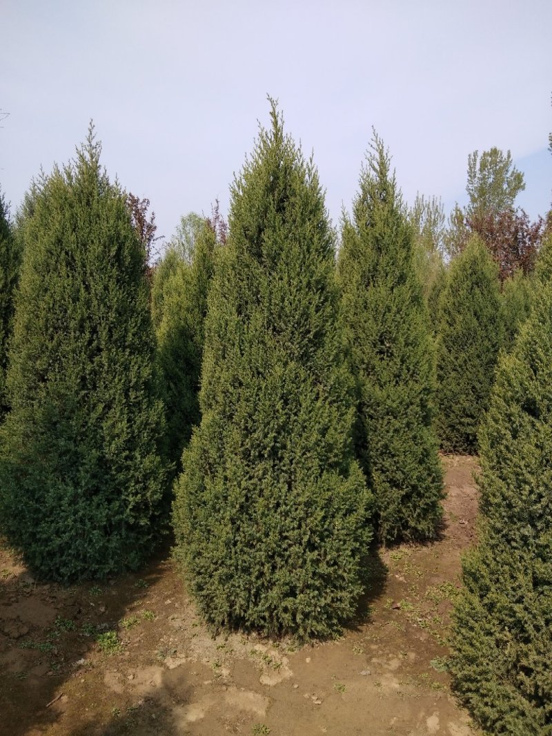大量销售，50cm-4米望都塔桧，树形，好价格实惠
