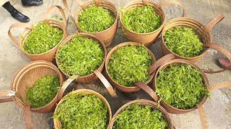 张家界特产，莓茶