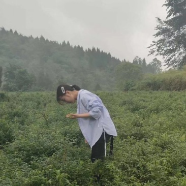 张家界特产，莓茶