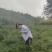 张家界特产，莓茶