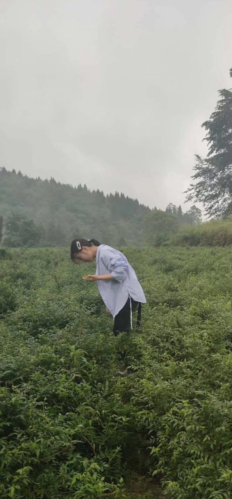张家界特产，莓茶