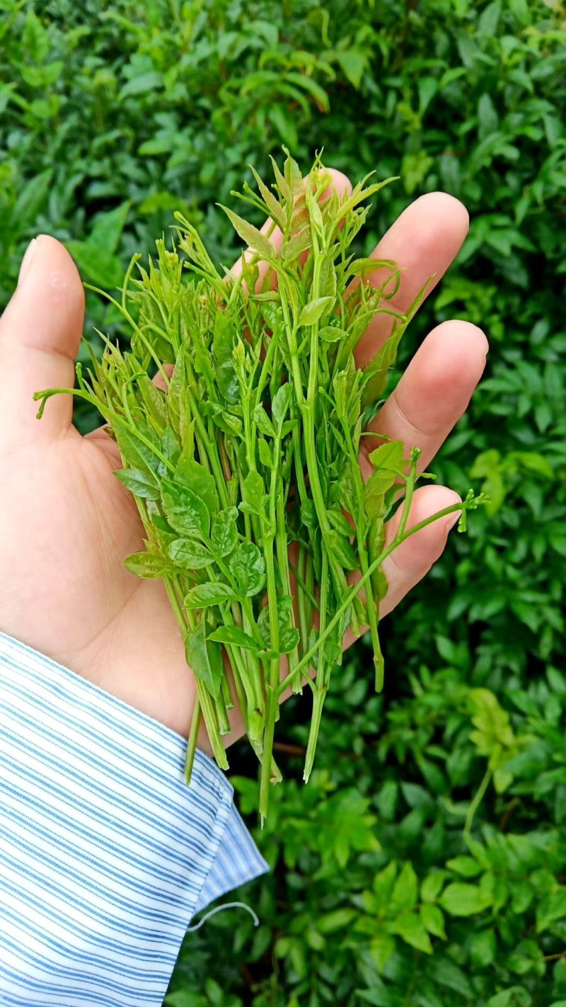 张家界特产，莓茶