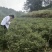 张家界特产，莓茶