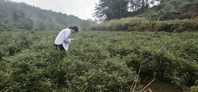 张家界特产，莓茶