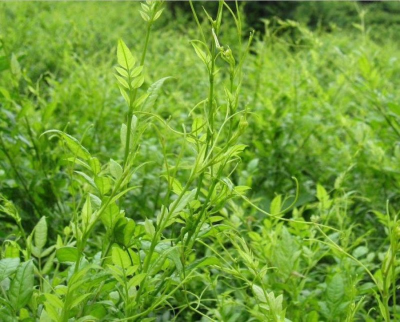 张家界特产，莓茶