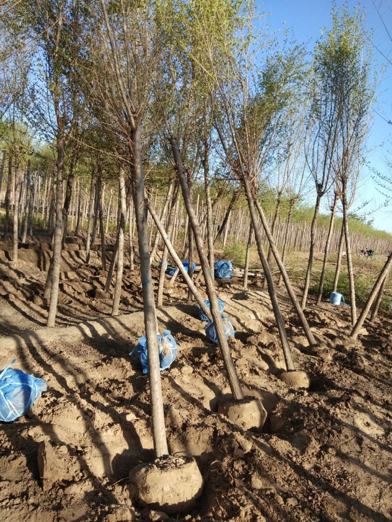 榆树6-10cm4~6cm3.5~4m