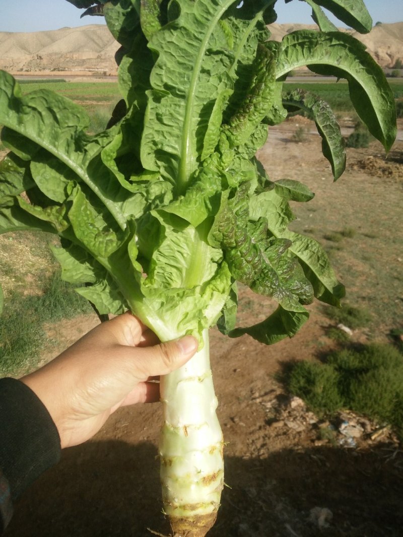 甘肃省靖远县红叶莴笋5月下旬上市，种植面积大，无空心