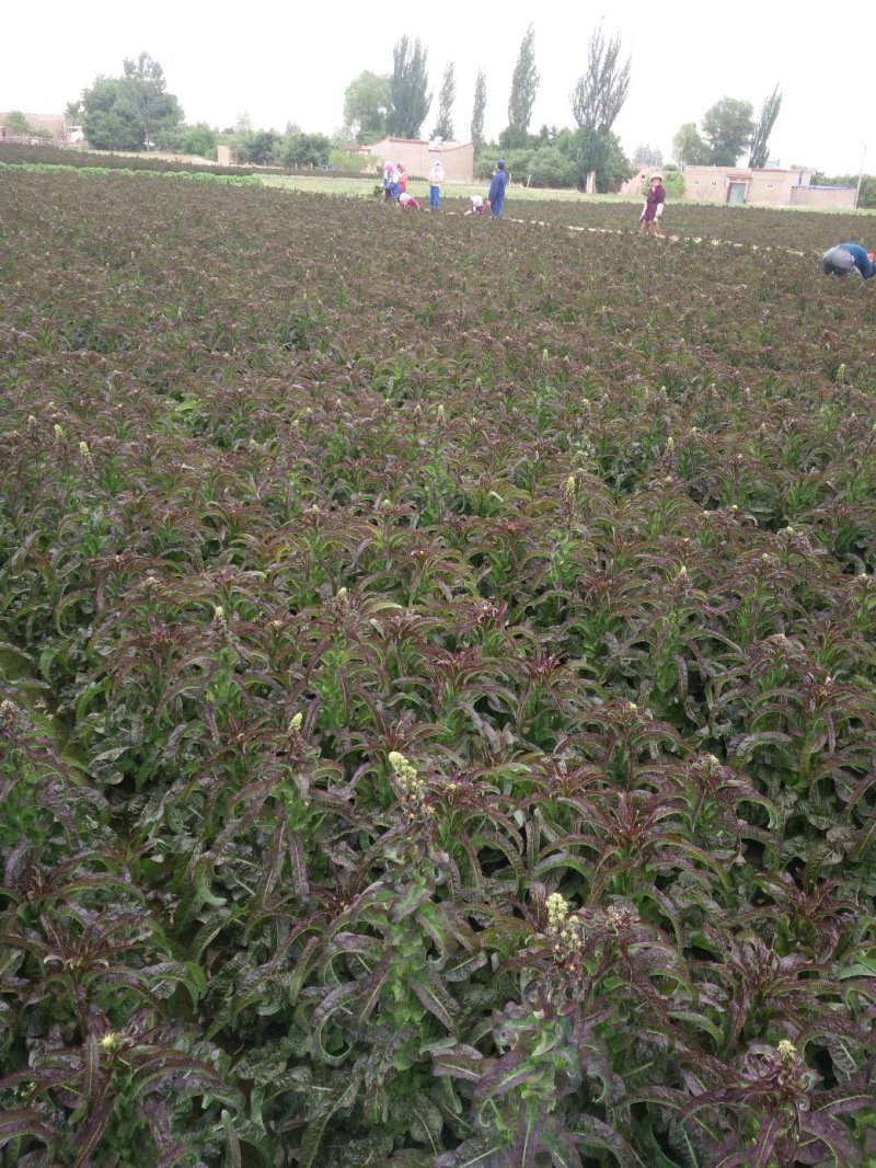 甘肃省靖远县红叶莴笋5月下旬上市，种植面积大，无空心