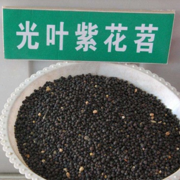 光叶紫花苕种子，改善土壤覆盖杂草果园绿肥牧草种子