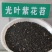 光叶紫花苕种子，改善土壤覆盖杂草果园绿肥牧草种子