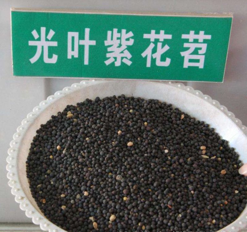 光叶紫花苕种子，改善土壤覆盖杂草果园绿肥牧草种子