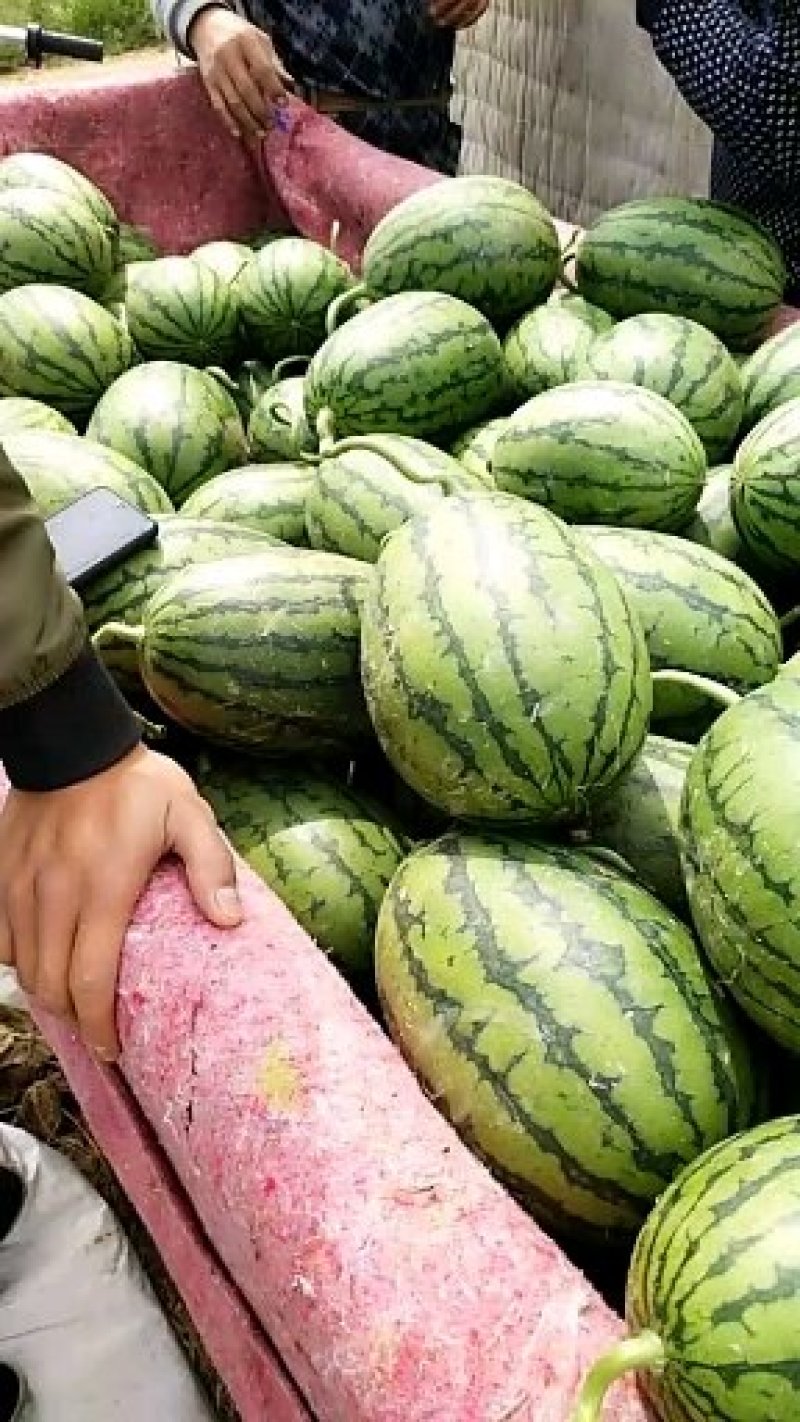 山东2K小吊瓜早春红玉小糖丸西瓜，熟度好甜度高，产地直发