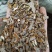鬼箭羽纯野生鬼箭羽全颗