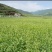 荞麦种子秋季播种黑苦荞麦种子苦荞麦甜荞麦种子