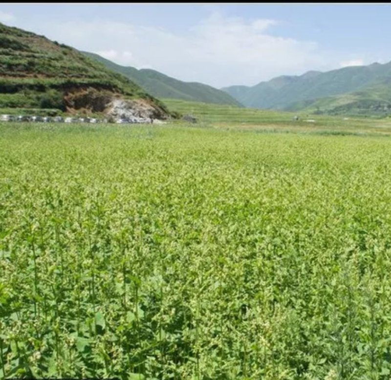 荞麦种子秋季播种黑苦荞麦种子苦荞麦甜荞麦种子