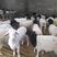 杜泊绵羊包成活全国送货货到付款保证质量送公羊