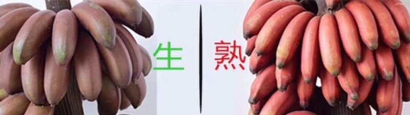 红美人香蕉