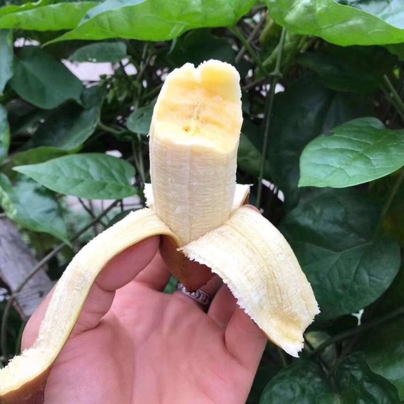 红美人香蕉