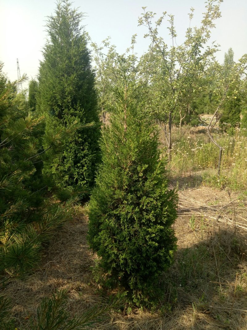 蜀侩，蜀侩树，泰安蜀侩报价，青藤农业直营