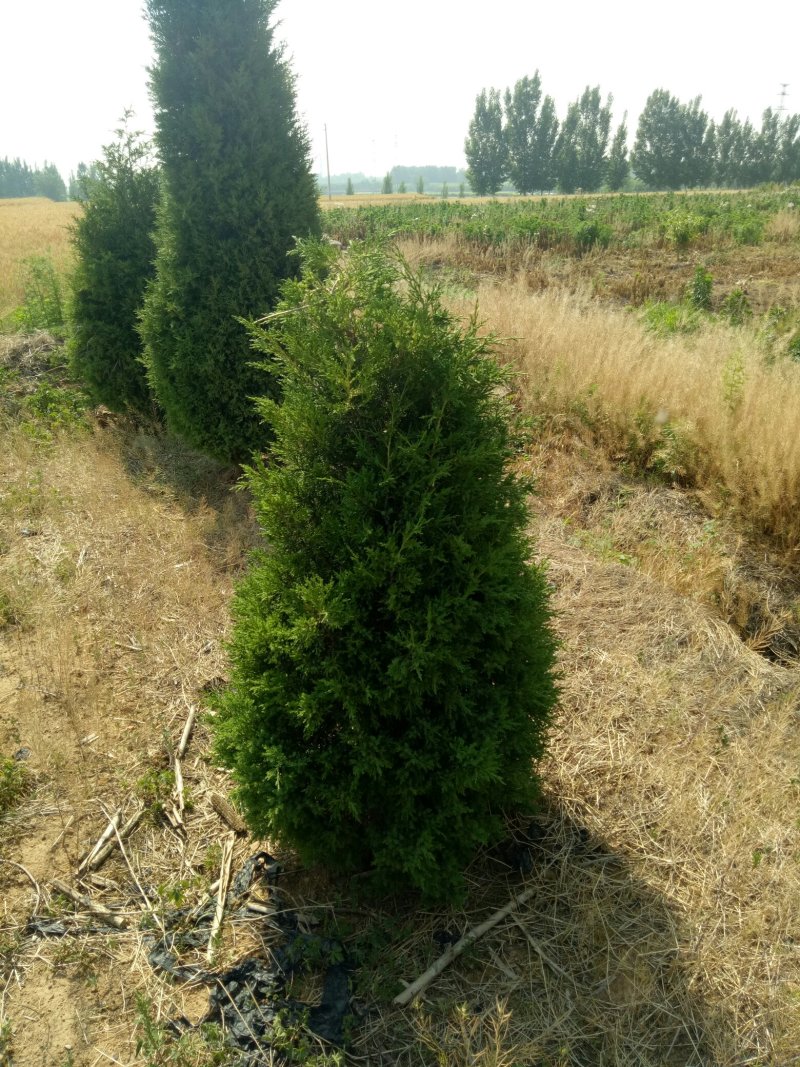 蜀侩，蜀侩树，泰安蜀侩报价，青藤农业直营