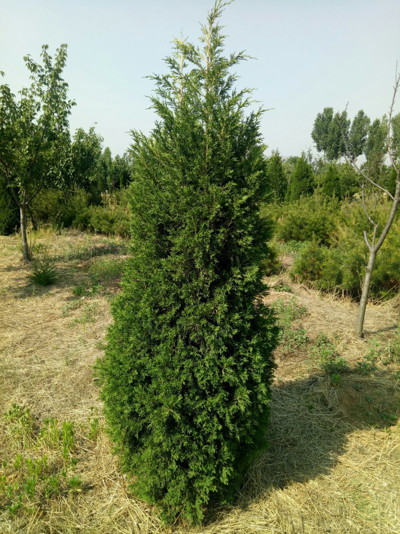 蜀侩，蜀侩树，泰安蜀侩报价，青藤农业直营