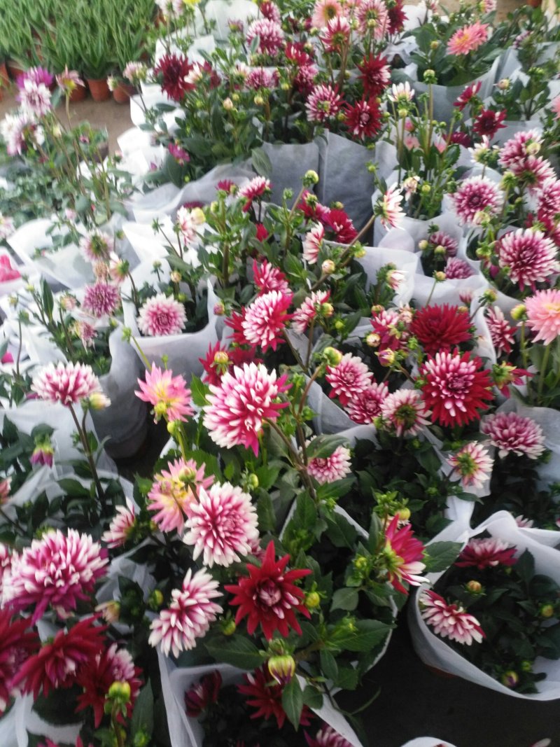大丽花盆栽花卉带花苞发货花期长植物多年生花卉庭院