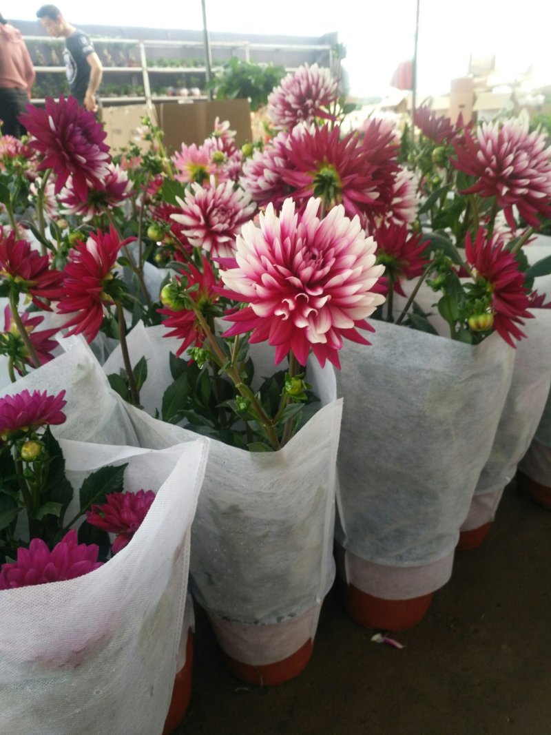 大丽花盆栽花卉带花苞发货花期长植物多年生花卉庭院
