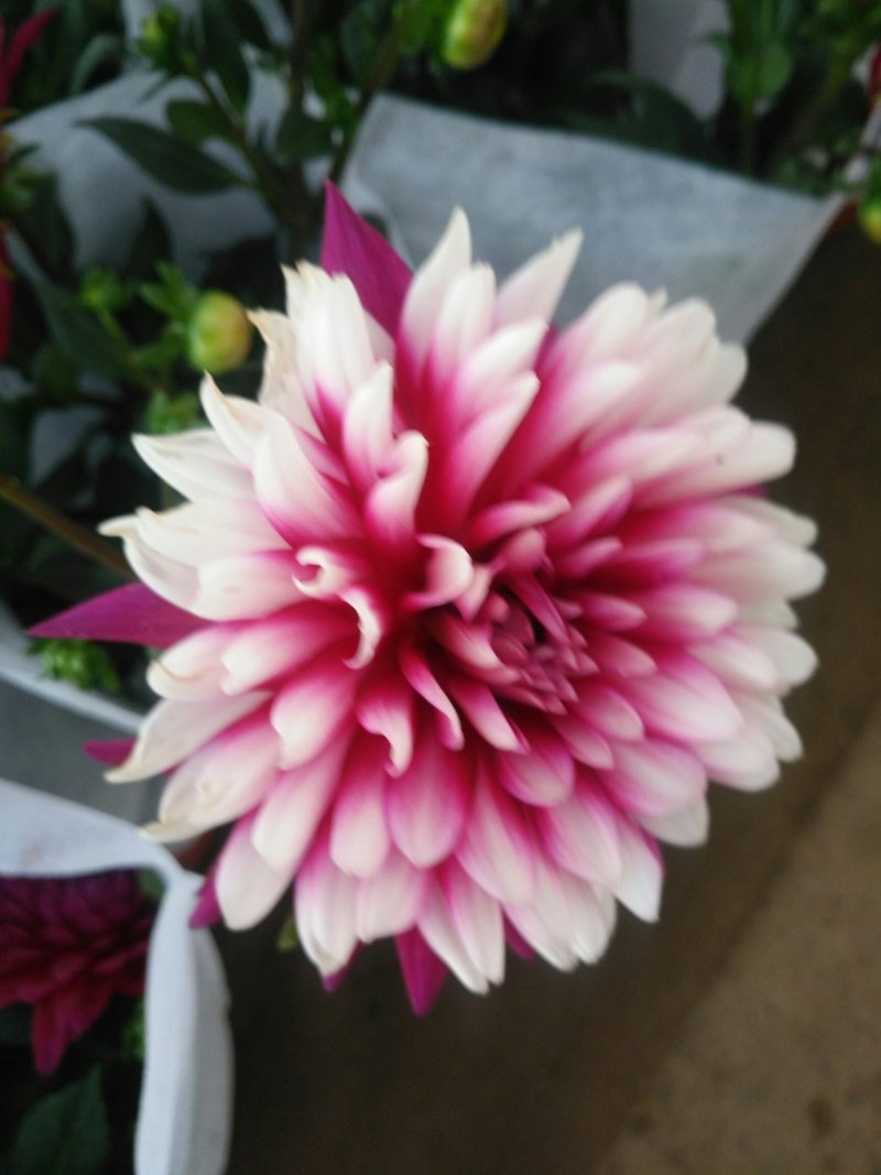 大丽花盆栽花卉带花苞发货花期长植物多年生花卉庭院