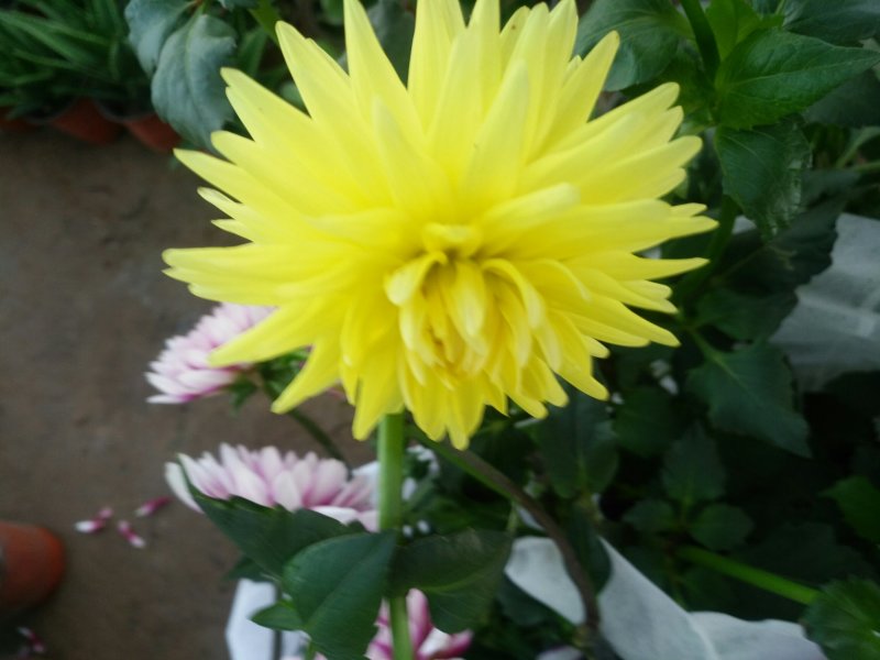 大丽花盆栽花卉带花苞发货花期长植物多年生花卉庭院