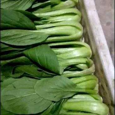 油菜