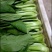 油菜