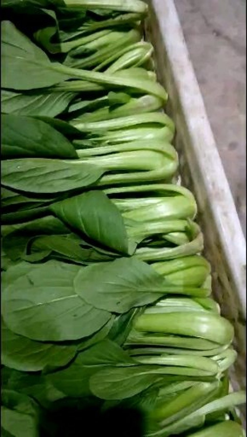 油菜