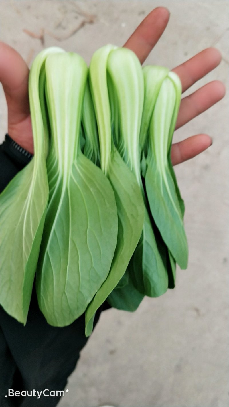 油菜