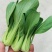 油菜