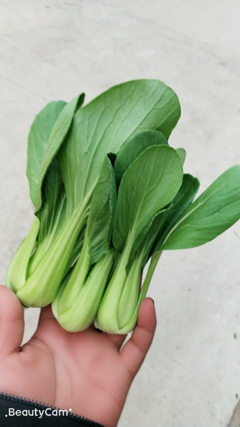油菜