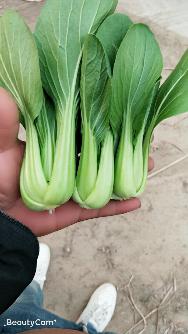 油菜