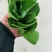 油菜