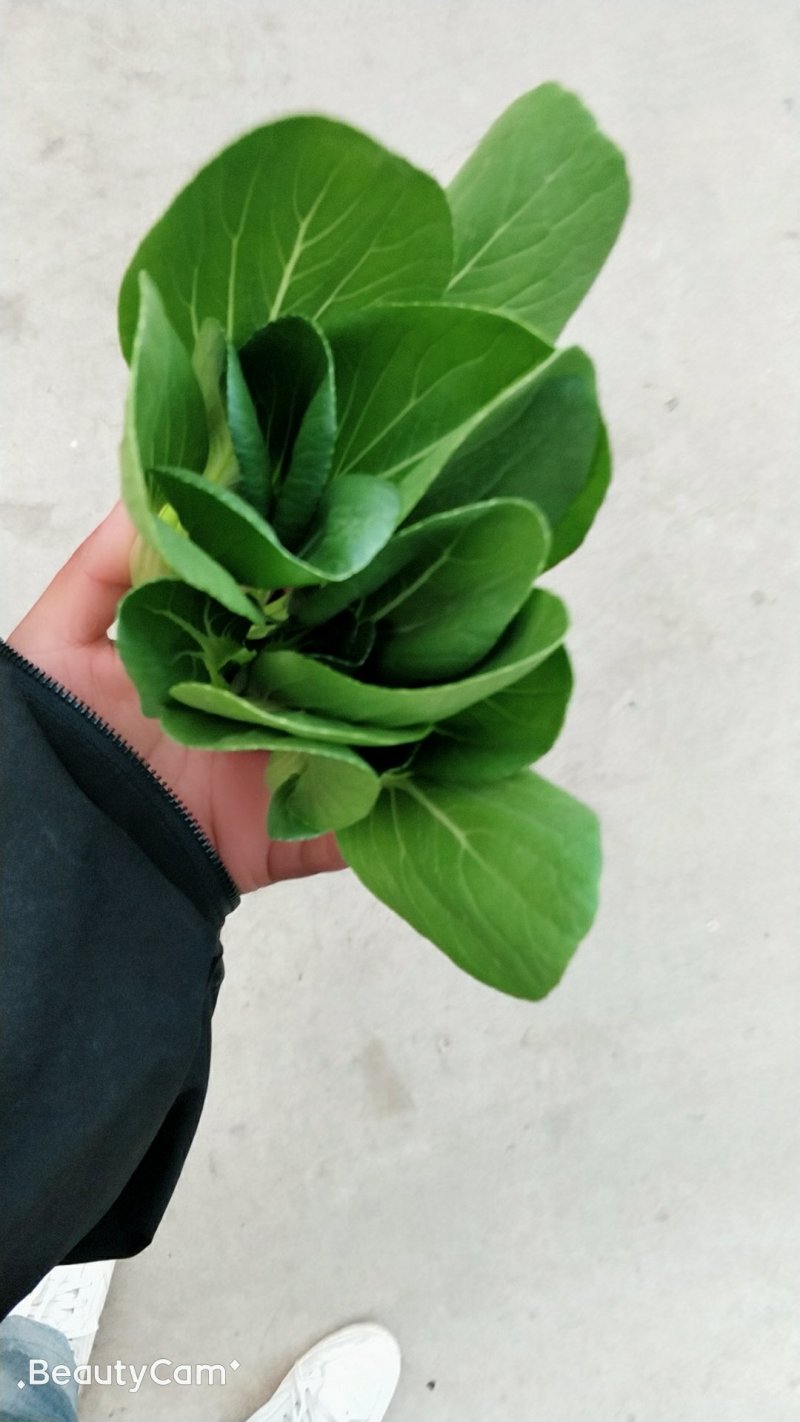 油菜