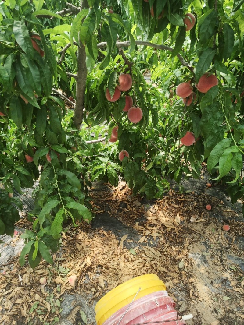 城固红毛桃品种多6公分以上现货吃硊甜有5千亩地以上现货