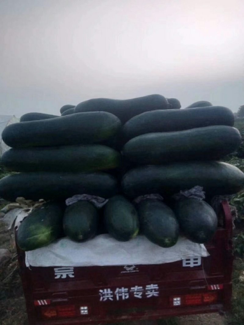 黑皮冬瓜-基地直供-货源充足-保证质量。