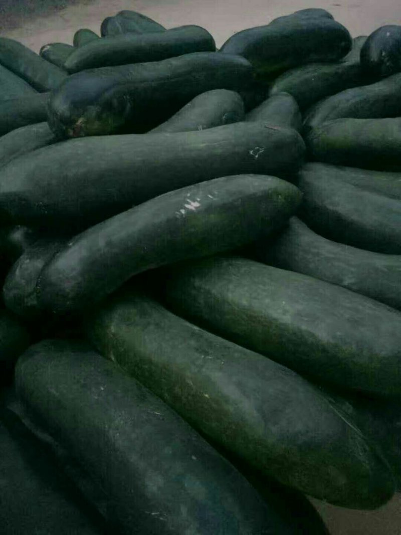 黑皮冬瓜-基地直供-货源充足-保证质量。