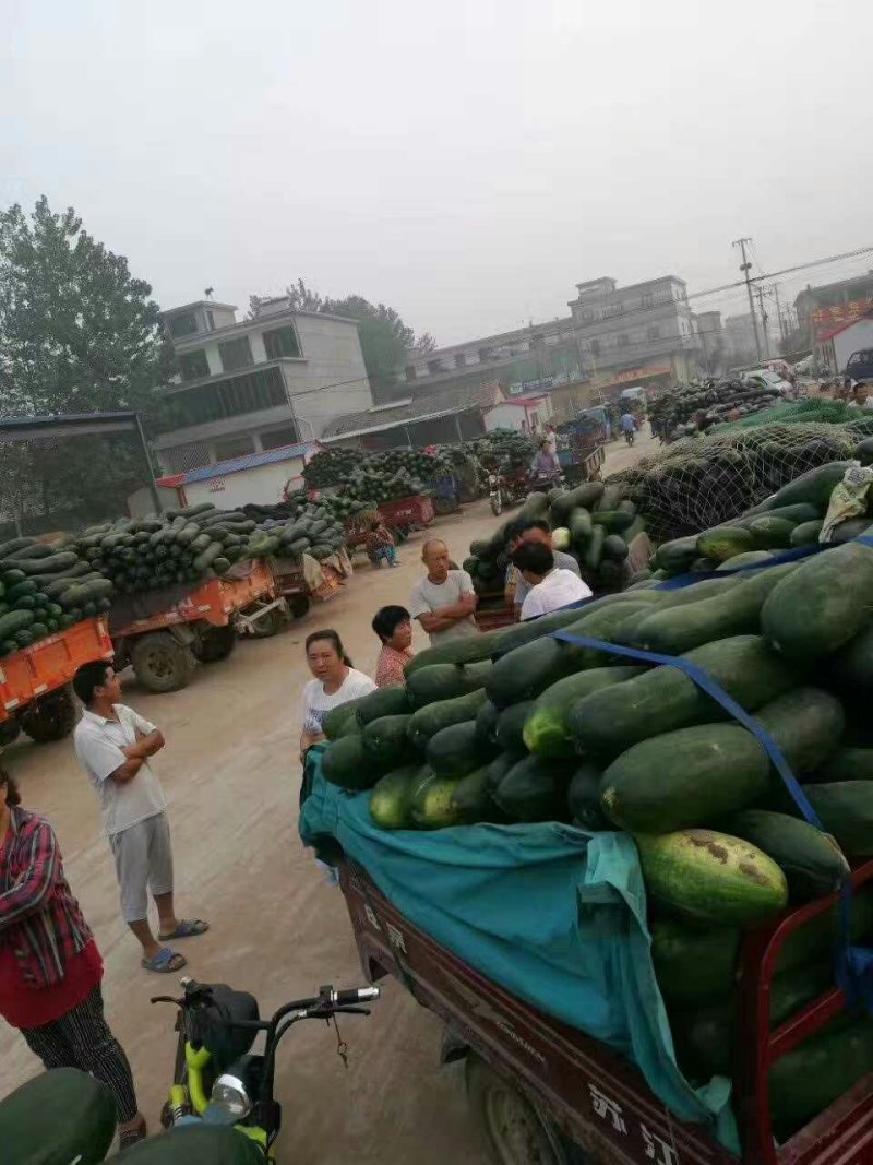 青皮冬瓜_基地直供-货源充足-保证质量