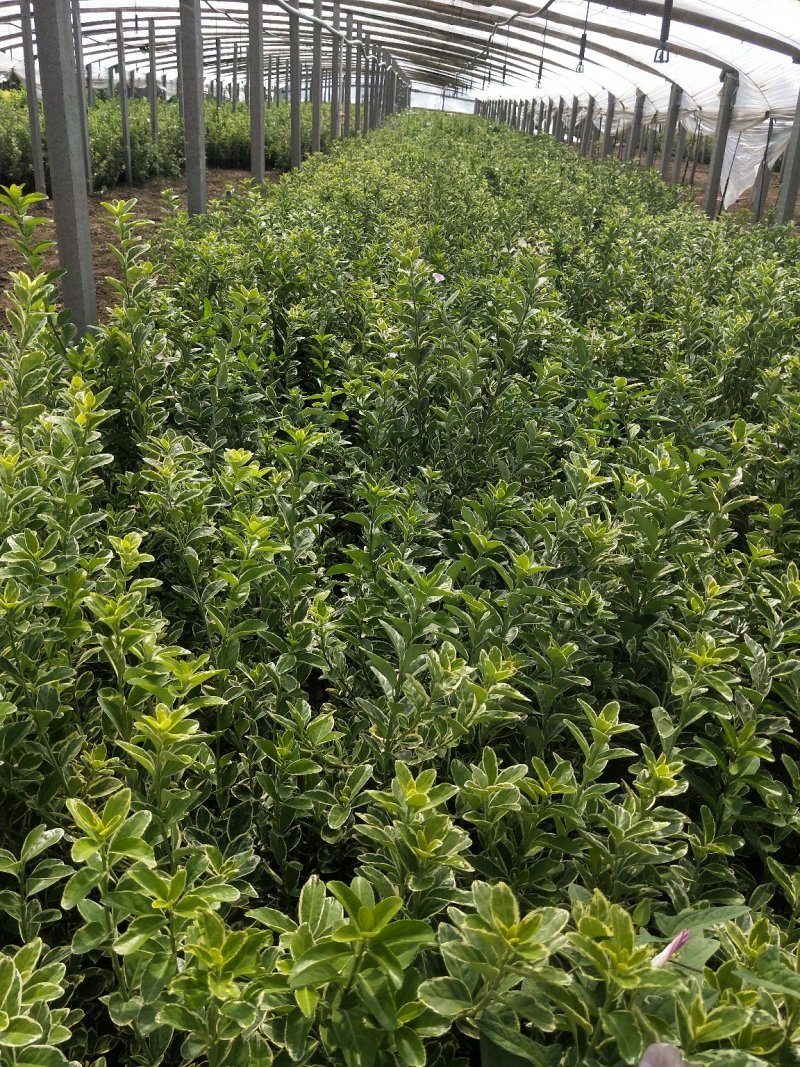 金边黄杨优质黄杨自家基地一手货源量大可优惠