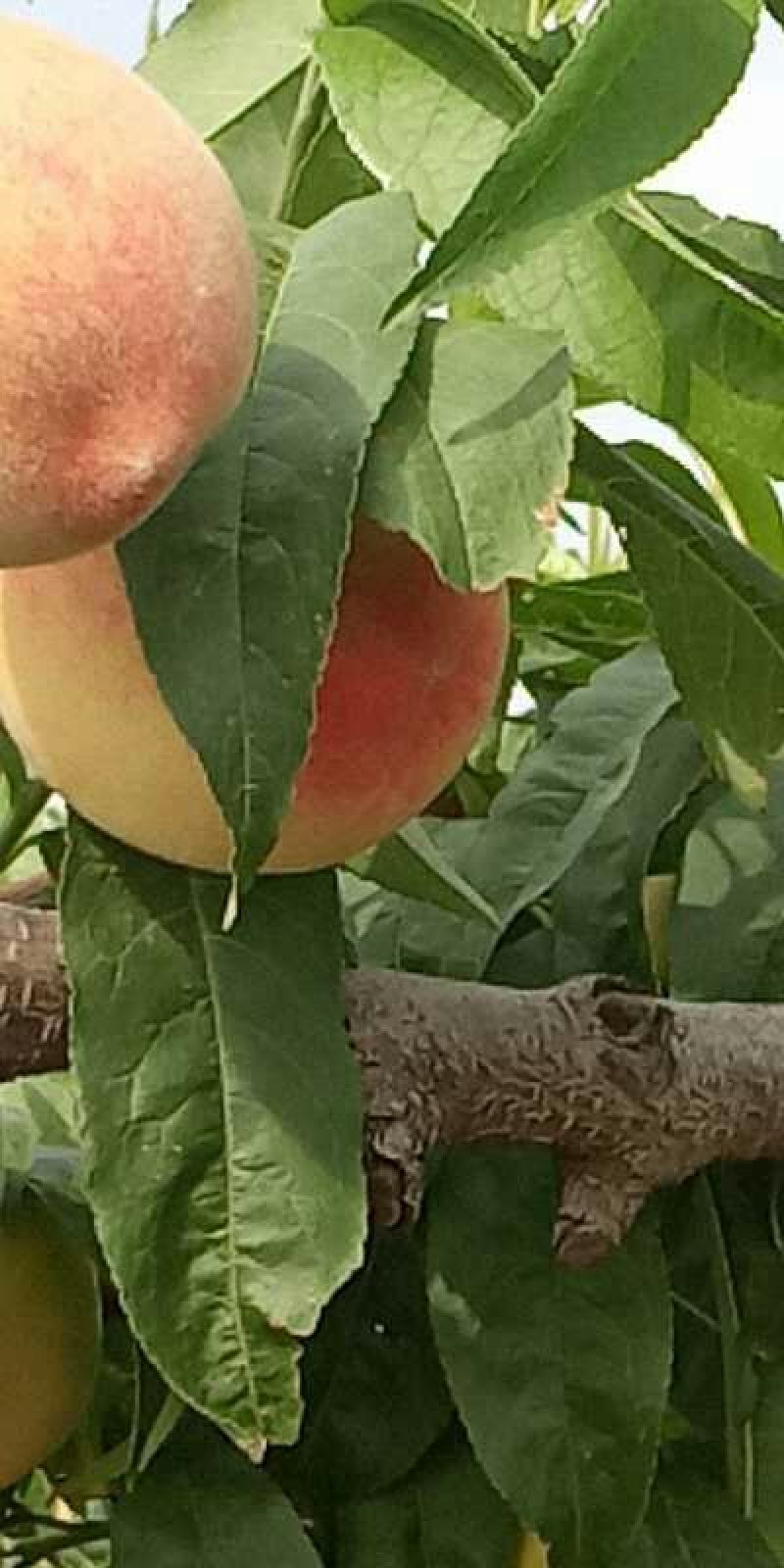 大荔精品中桃五毛桃毛桃大量供应，货源充足