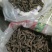 宜宾红皮仙茅